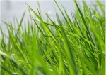Скошенная трава, косметическая отдушка